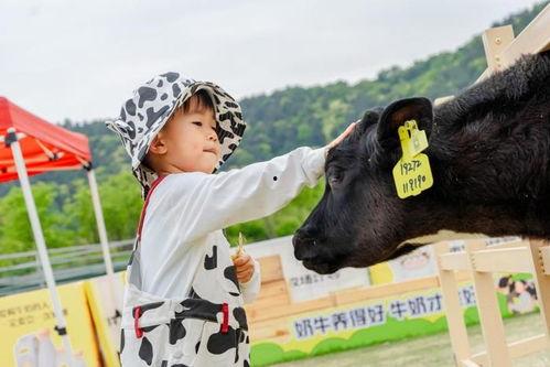 认养一头牛最新爆料,揭秘幕后故事与品牌发展新动向